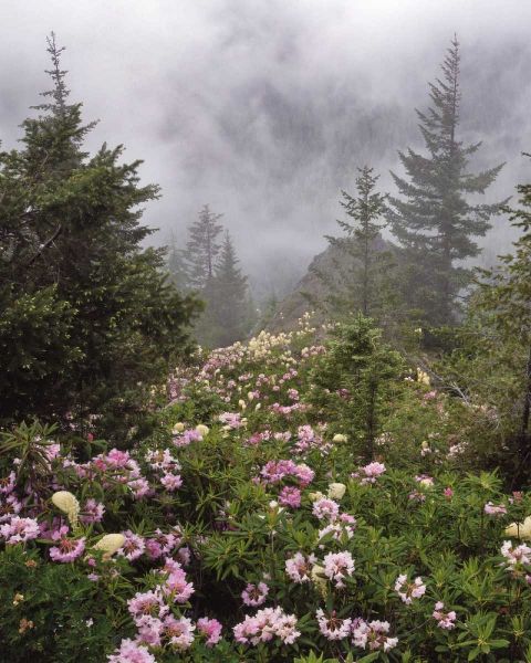 Oregon, Mt Hood NF Rhododendrons and beargrass